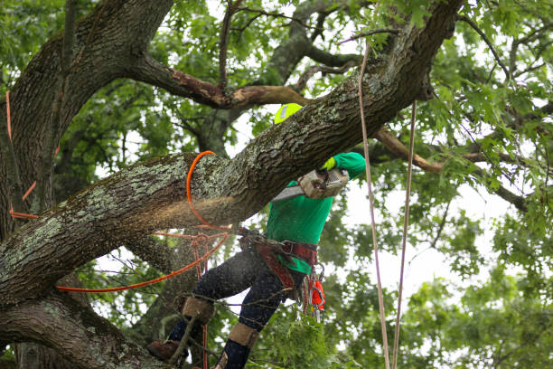 Trusted Flower Mound, TX Tree Care Experts