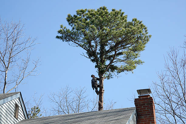 How Our Tree Care Process Works  in  Flower Mound, TX